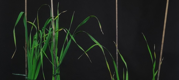 Różnice w fenotypie między jęczmieniem typu dzikiego Sebastian a mutantem hvd53a.f, który ma mutację w genie kodującym represor strigolaktonów | fot. Marek Marzec