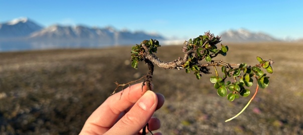 Salix polaris (wierzba polarna) / Spitsbergen | fot. Magdalena Opała-Owczarek